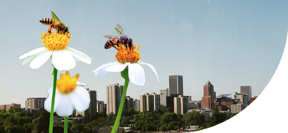 The Buzz Between Skyscrapers